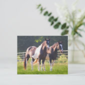 Paint Pferde in der Weide Postkarte (Stehend Vorderseite)