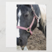 Paint Pinto Pferd Briefpapier (Vorne/Hinten)