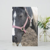 Paint Pinto Pferd Briefpapier (Stehend Vorderseite)