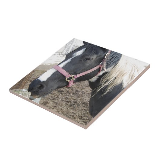 Paint Pinto Pferd Fliese (Seite)