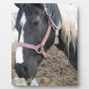 Paint Pinto Pferd Fotoplatte