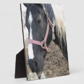 Paint Pinto Pferd Fotoplatte (Seite)