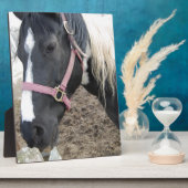 Paint Pinto Pferd Fotoplatte (Seite)