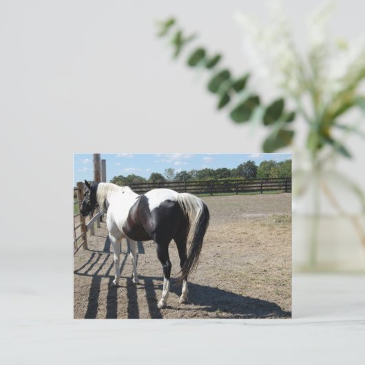 Paint/Pinto Pferd Postkarte (Stehend Vorderseite)