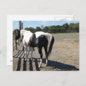 Paint/Pinto Pferd Postkarte (Vorne/Hinten)