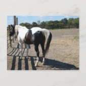 Paint/Pinto Pferd Postkarte (Vorderseite)