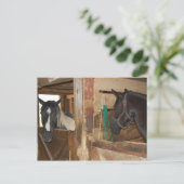 Paint/Pinto Pferd Postkarte (Stehend Vorderseite)