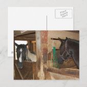 Paint/Pinto Pferd Postkarte (Vorne/Hinten)