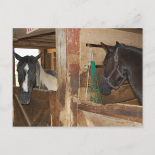 Paint/Pinto Pferd Postkarte