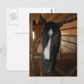 Paint/Pinto Pferd Postkarte (Vorne/Hinten)