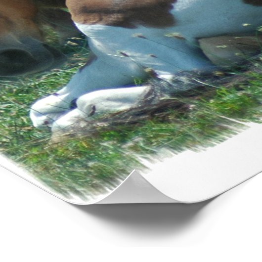 Paint Pony Canvas Print Poster (Ecke)