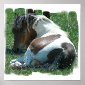 Paint Pony Canvas Print Poster (Vorne)