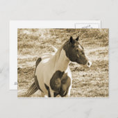 Paint Pony Postkarte (Vorne/Hinten)