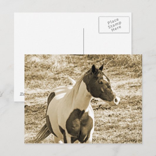 Paint Pony Postkarte (Vorne/Hinten)