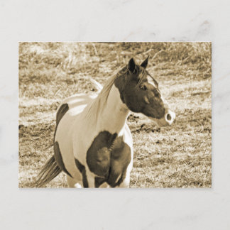 Paint Pony Postkarte