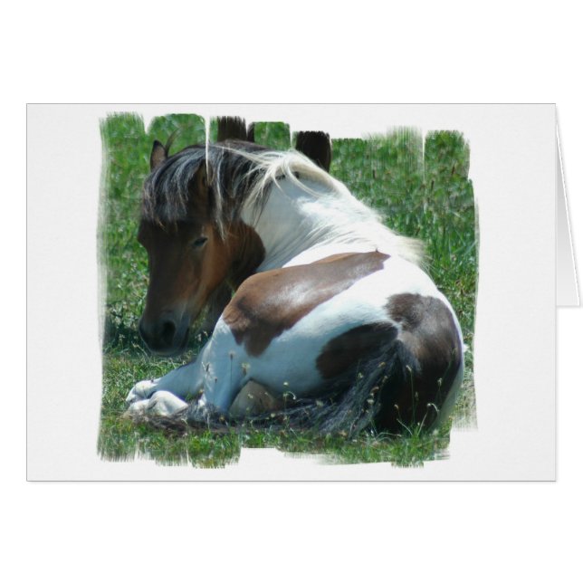 Paint Pony Restcard (Vorderseite (Horizontal))
