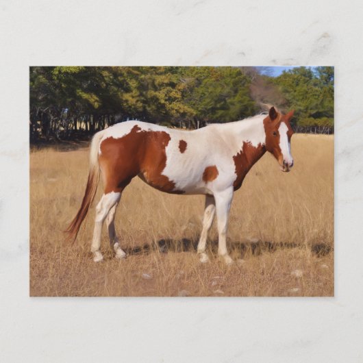 Paint Postkarte (Vorderseite)