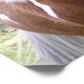 Paint Quarter Horse Print Poster (Ecke)