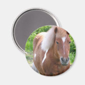 Paint Quarterhouse Magnet (Vorderseite/Rückseite)