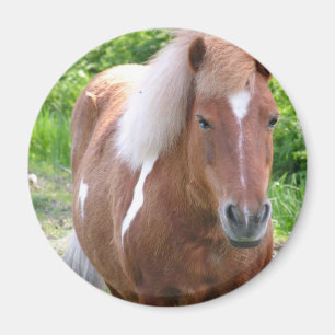 Paint Quarterhouse Magnet