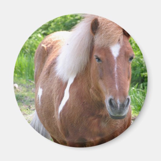 Paint Quarterhouse Magnet (Vorne)