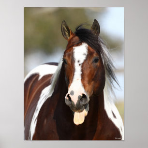 Paint Stallion mit Zungenausschnitt Poster