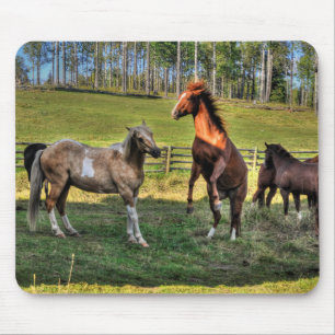 Paint Stallion & Sorrel Mare Equine Foto Mousepad