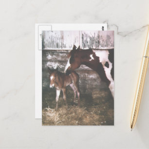 Paint-Stute und neugeborenes Fohlen Postkarte