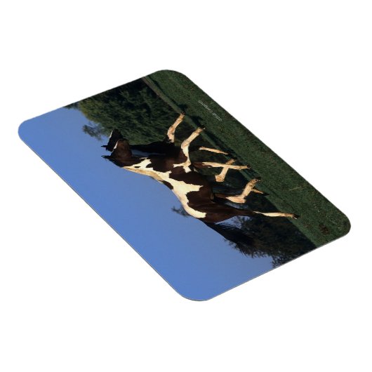 Paint Yearlings Running Magnet (Rechte Seite)