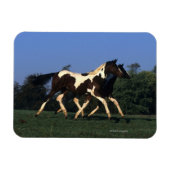 Paint Yearlings Running Magnet (Horizontal)