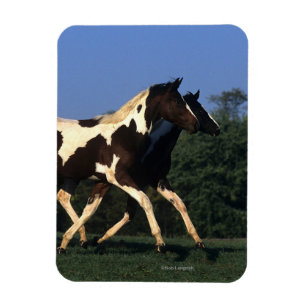 Paint Yearlings Running Magnet