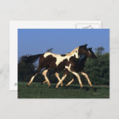 Paint Yearlings Running Postkarte (Vorne/Hinten)