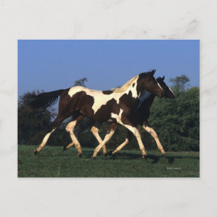Paint Yearlings Running Postkarte