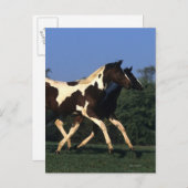Paint Yearlings Running Postkarte (Vorne/Hinten)