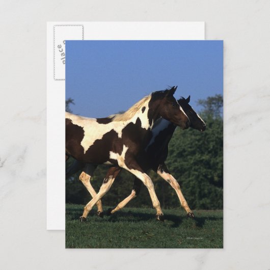 Paint Yearlings Running Postkarte (Vorne/Hinten)