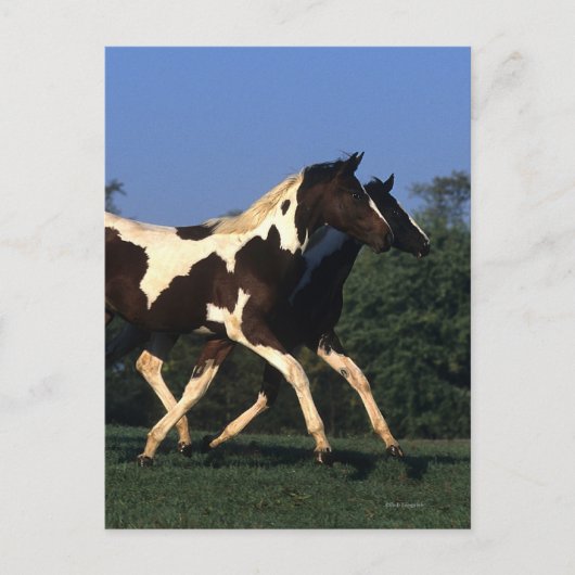 Paint Yearlings Running Postkarte (Vorderseite)