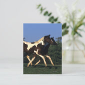 Paint Yearlings Running Postkarte (Stehend Vorderseite)