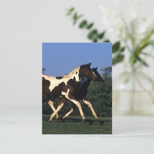 Paint Yearlings Running Postkarte (Stehend Vorderseite)