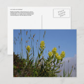 Paintbrush, Insel Unalaska Postkarte (Vorne/Hinten)