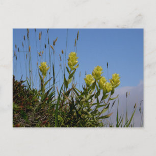 Paintbrush, Insel Unalaska Postkarte