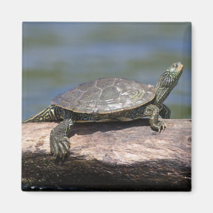 Painte Turtle an einem sonnigen Tag Magnet