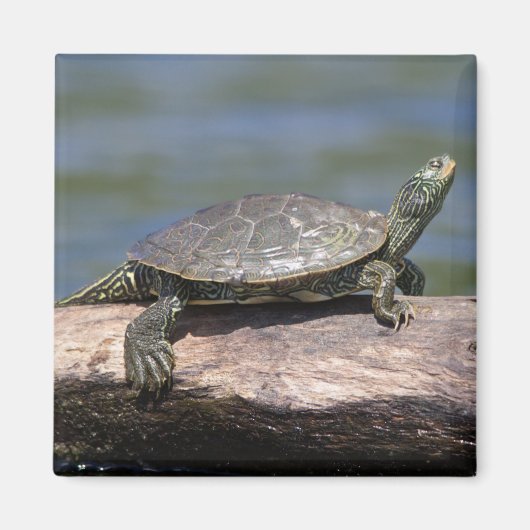 Painte Turtle an einem sonnigen Tag Magnet (Vorne)