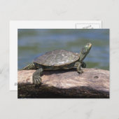Painte Turtle an einem sonnigen Tag Postkarte (Vorne/Hinten)