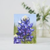 "Painted" Bluebonnet Postkarte (Stehend Vorderseite)