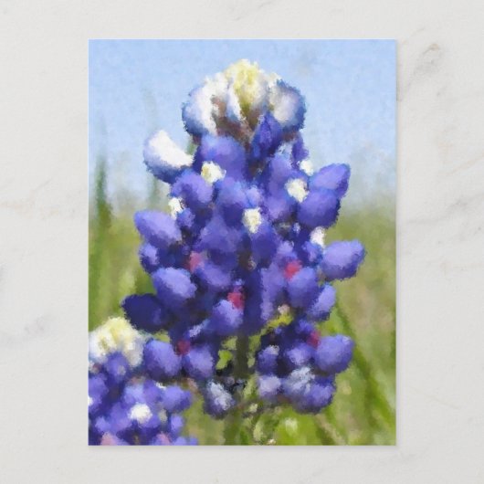 "Painted" Bluebonnet Postkarte (Vorderseite)