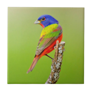 Painted Bunting Fliese