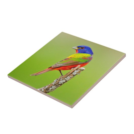 Painted Bunting Fliese (Seite)