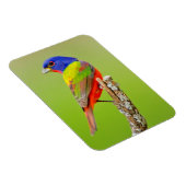 Painted Bunting Magnet (Rechte Seite)