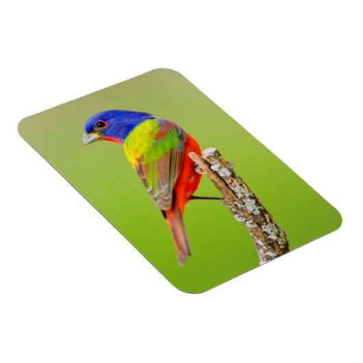 Painted Bunting Magnet (Rechte Seite)