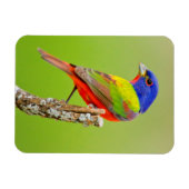 Painted Bunting Magnet (Horizontal)